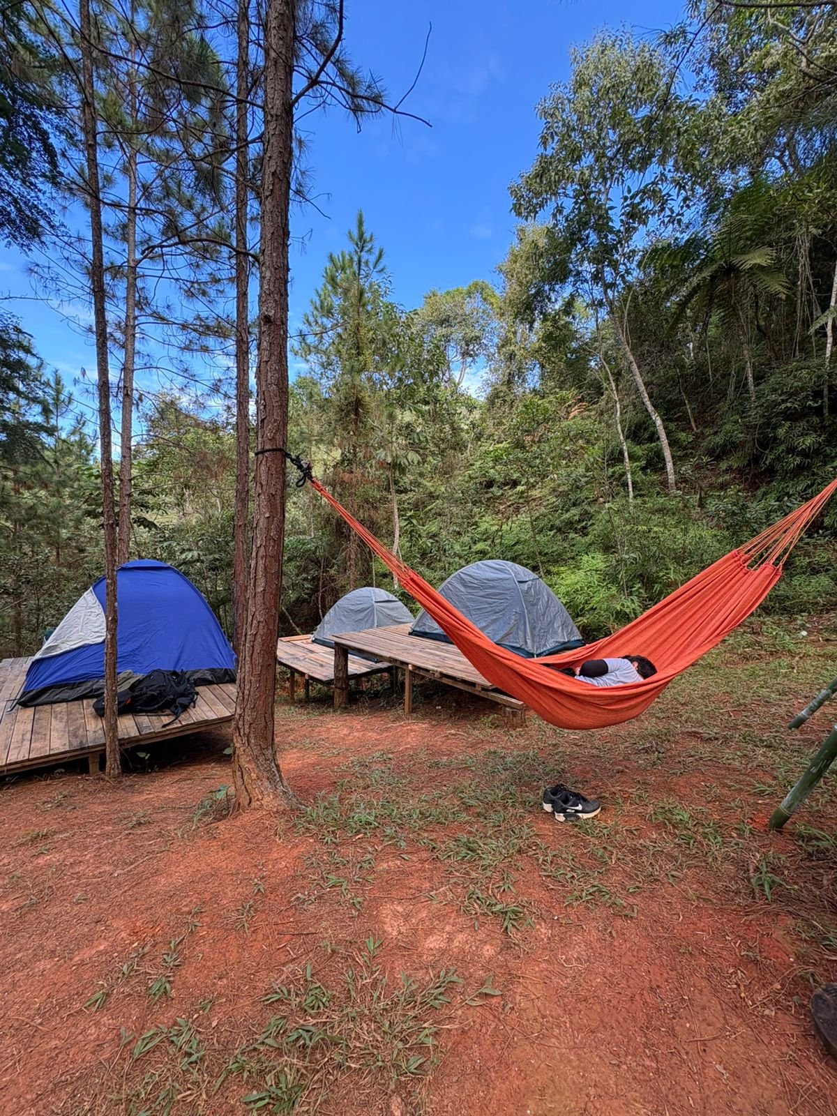 Rede laranja e barracas no camping entre os pinheiros